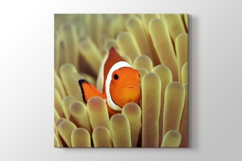 Clownfish over Sponges görseli.