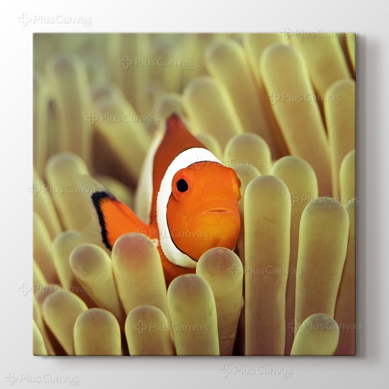 Clownfish over Sponges görseli.