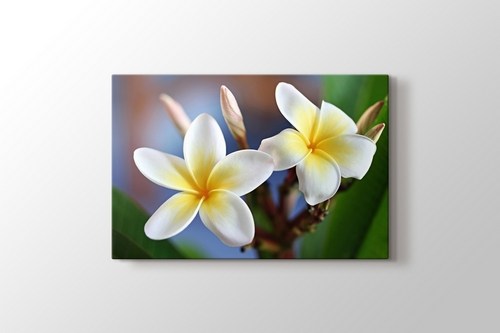 Frangipani görseli.