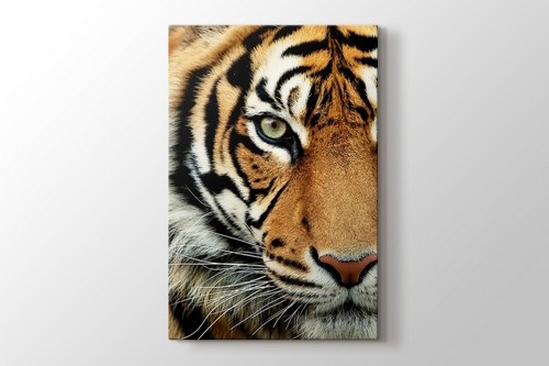 Bengal Tiger görseli.