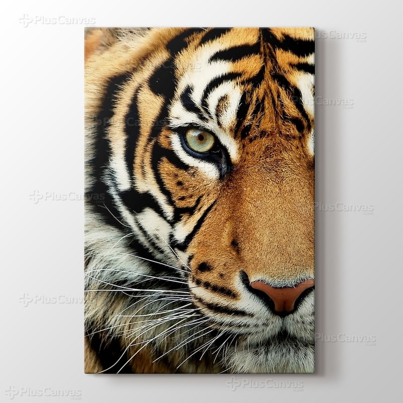 Bengal Tiger görseli.