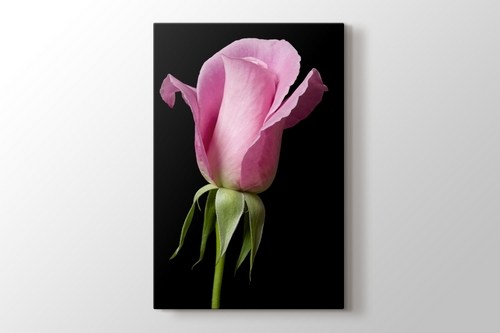 Pink Rose on Black görseli.