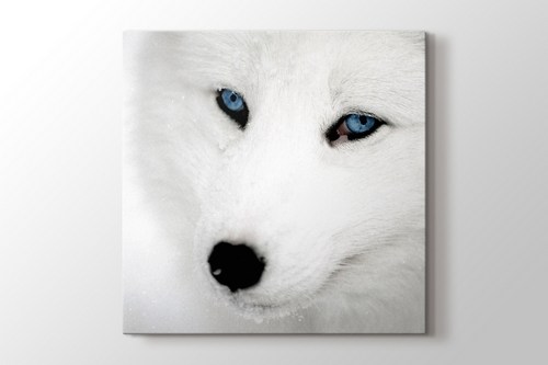 Husky görseli.