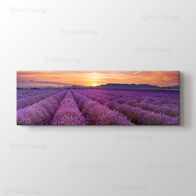 Lavender Field Panorama görseli.