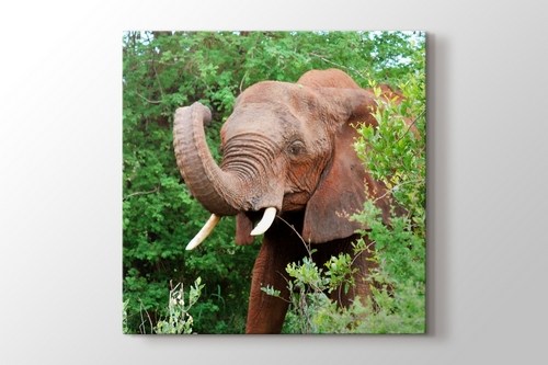 Elephant görseli.