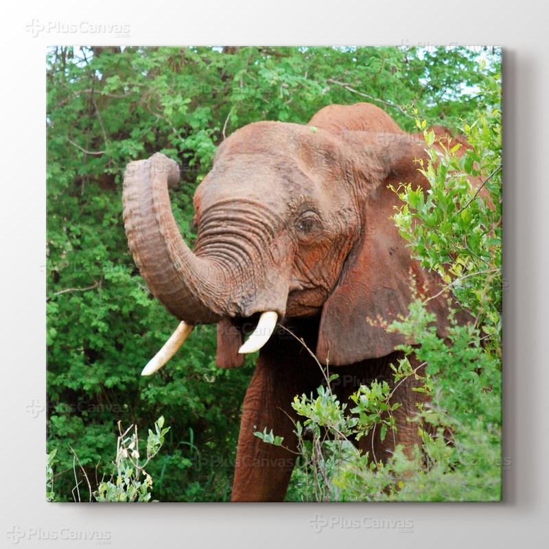 Elephant görseli.