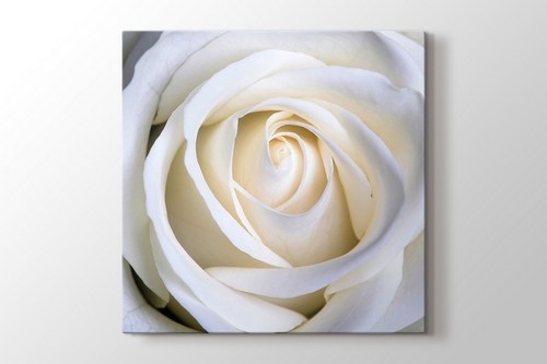 White Rose görseli.