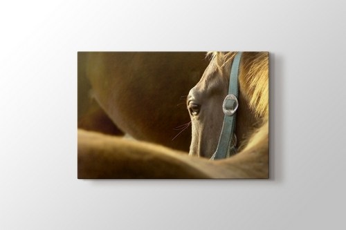 Head Of The Horse görseli.