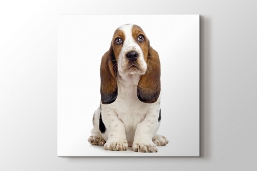 Basset Hound görseli.