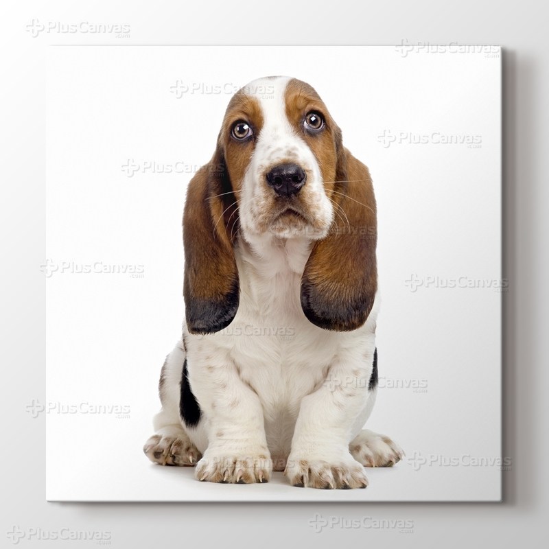 Basset Hound görseli.
