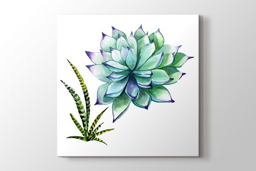 Succulentus Wildflower görseli.