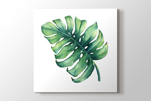 Monstera görseli.