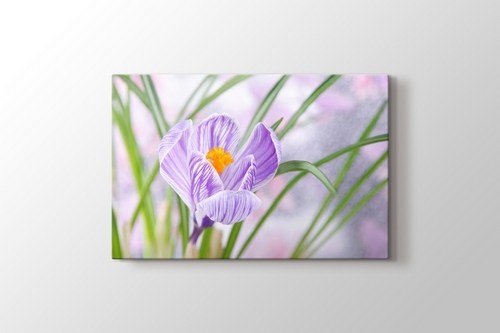 Crocus görseli.
