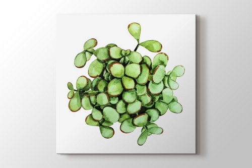 Cell Succulent görseli.