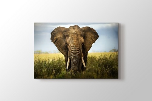 Elephant görseli.