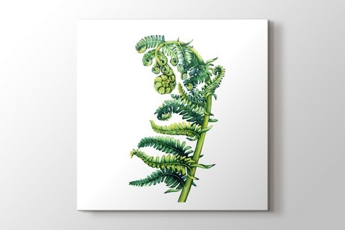 Polypodiopsida Fern görseli.