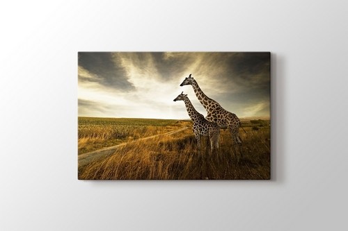 Giraffes görseli.