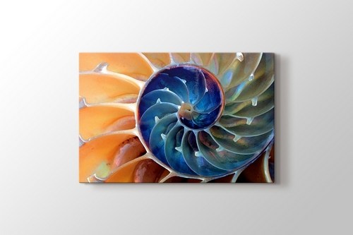 Nautilus görseli.