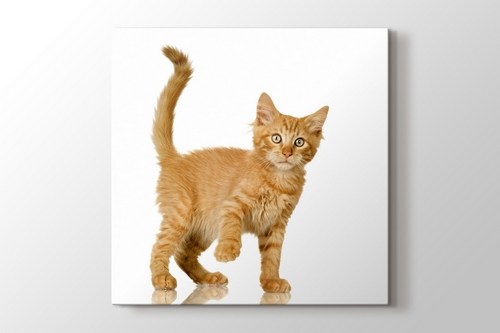 Tawny Cat görseli.