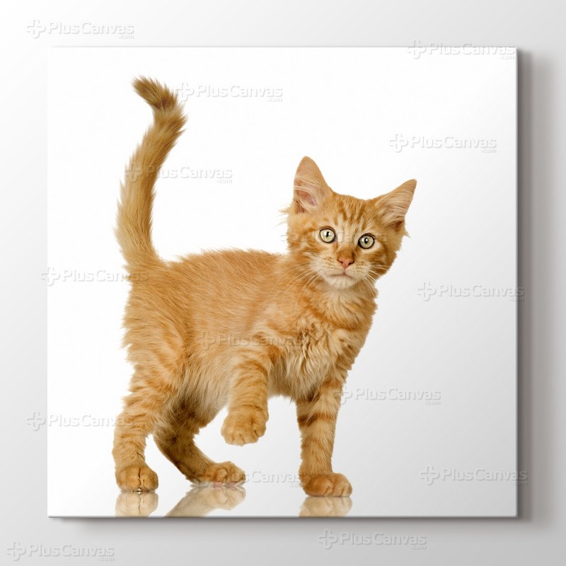 Tawny Cat görseli.