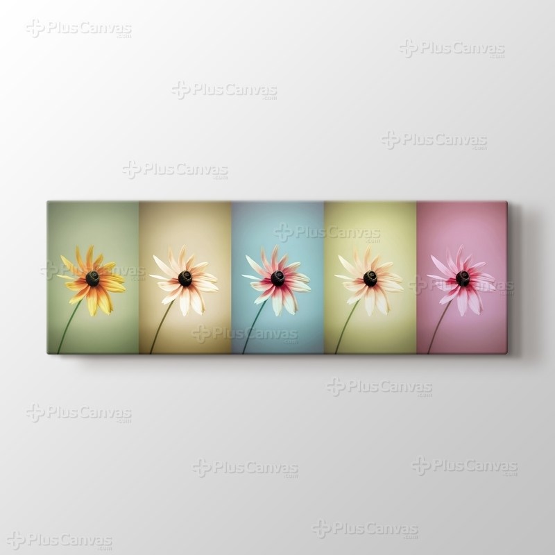 Daisies görseli.