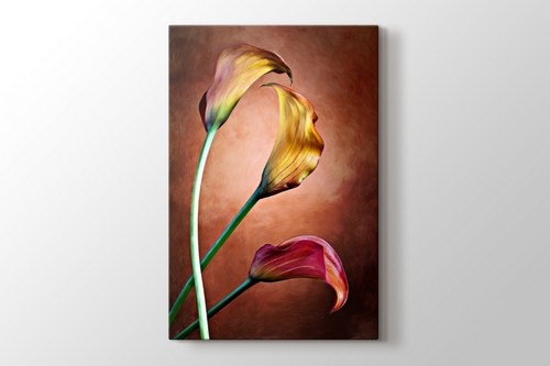 Calla Lily görseli.