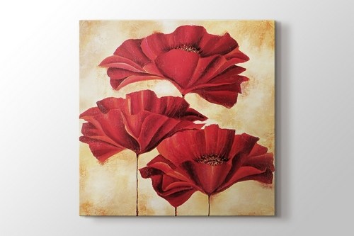 Papaver Rhoeas - I görseli.