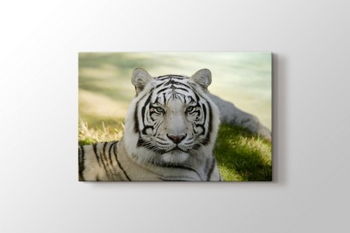 Amur Tiger görseli.