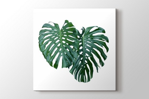 Monstera Leaves görseli.