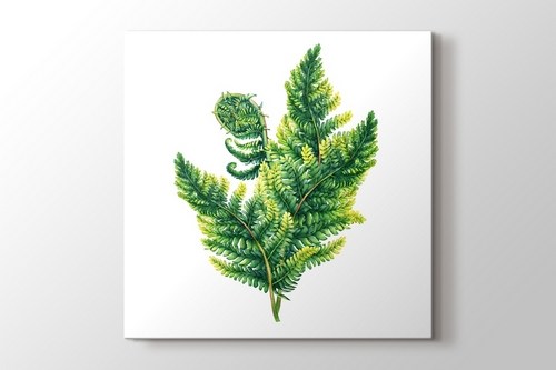 Polypodiopsida Fern görseli.