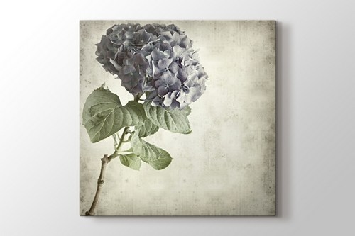 Blue Hydrangea görseli.