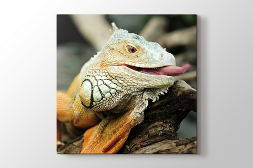 Iguana görseli.