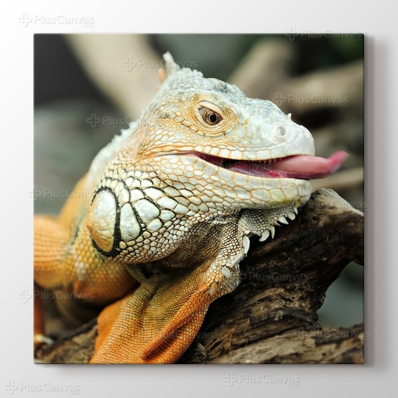 Iguana görseli.