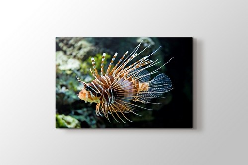 MC Rotfeuerfisch görseli.