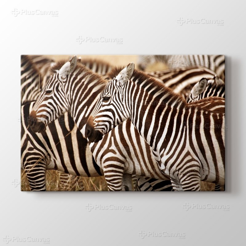 Zebras görseli.