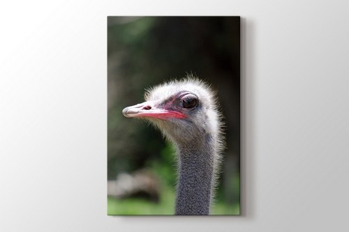 Ostrich görseli.