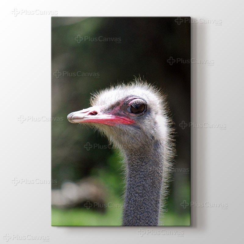 Ostrich görseli.