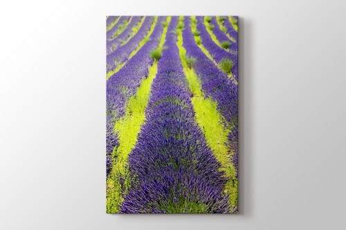 Lavender Field, Plateau De Valensole, Provence, France görseli.
