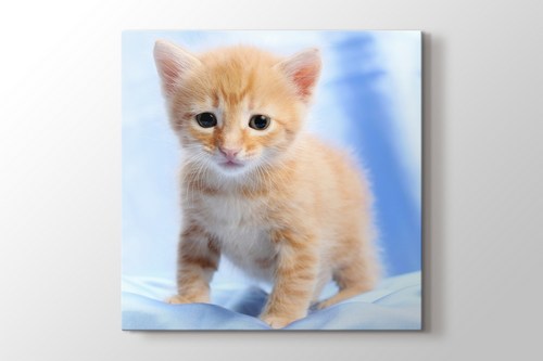 Pussy Cat görseli.
