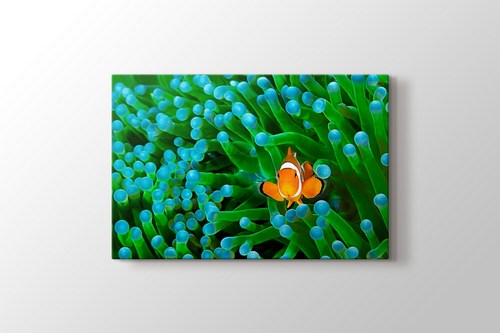 Clownfish görseli.