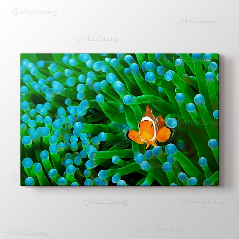 Clownfish görseli.