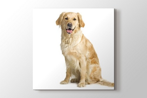 Golden Retriever görseli.