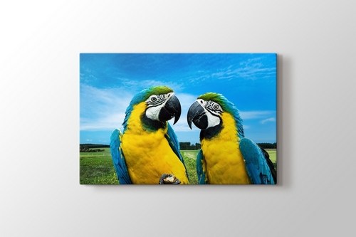 Parrots Chat görseli.