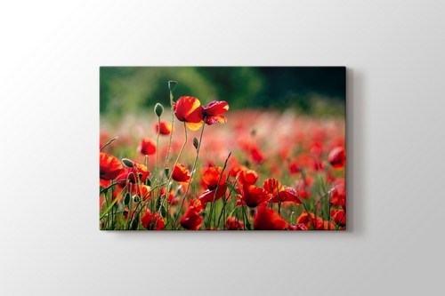 Poppies görseli.