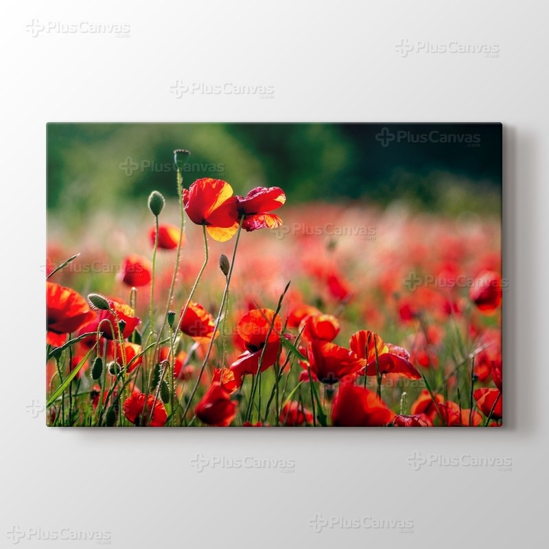 Poppies görseli.