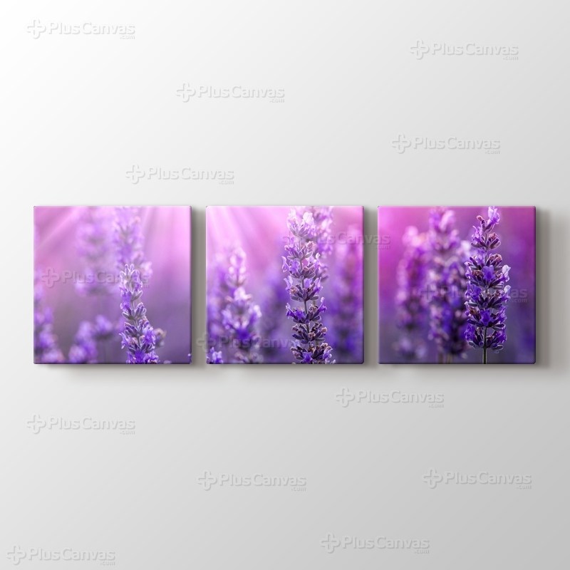 Lavender görseli.