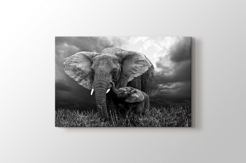 Elephants görseli.