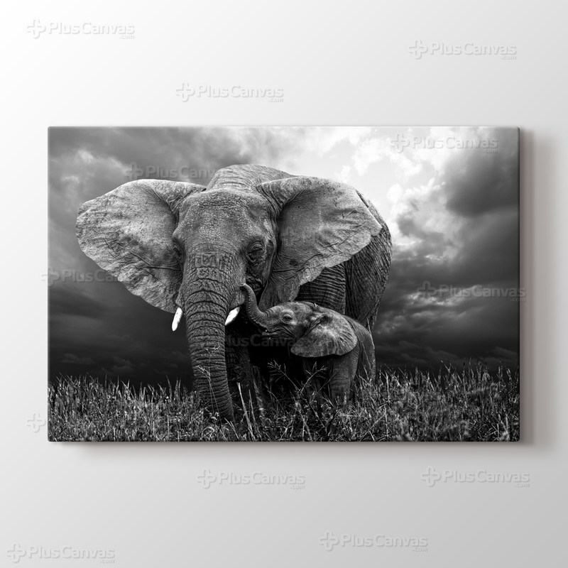 Elephants görseli.