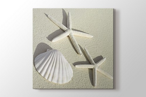 Sea Shells görseli.