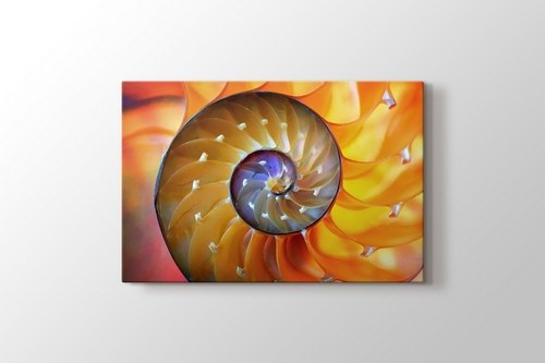 Nautilus görseli.